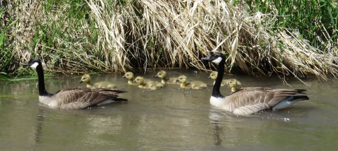 geeseandgoslings