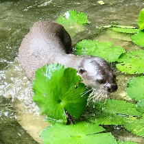 ottervideostillbyTanBengChiak