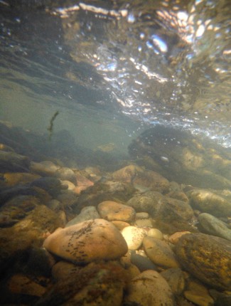 riverbedunderwaterphotobyDerekIrland