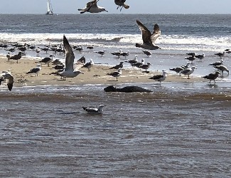 sealandgulls