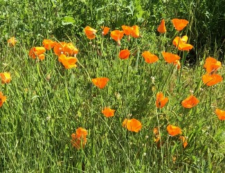 springpoppies