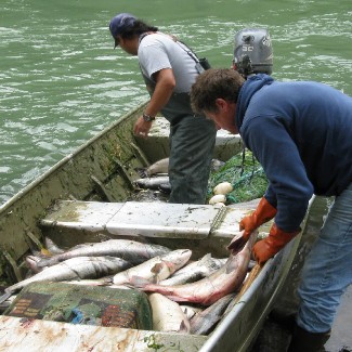 unloadingsalmonfromfishingboat