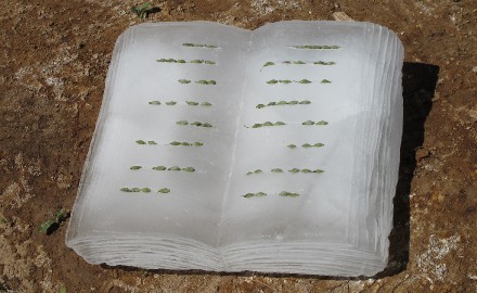 CottonwoodSeedBook