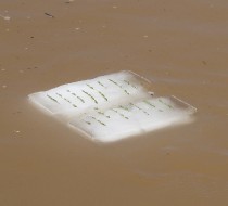 CottonwoodSeedBookfloating