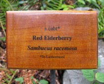 elderberrysign