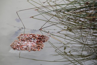 GeleenbeekPondBookfloatingphotobyDerekIrland