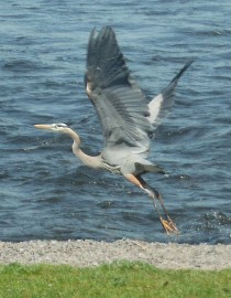 greatblueheron