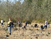 plantingtreesnearNisquallyRiver