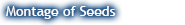 montageofseedsblue