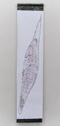 ElongatedGiardiaScroll
