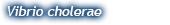 vibrioblue